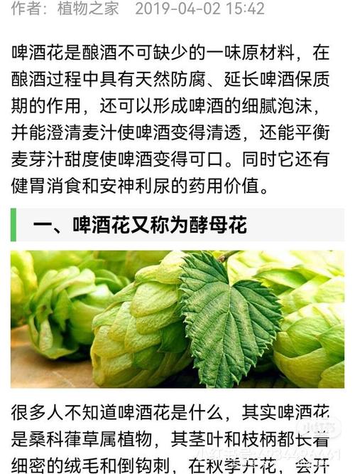 啤酒花的功效和作用 啤酒花的功效和作用